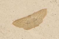 Scopula minorata