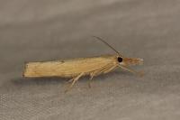 Pediasia contaminella