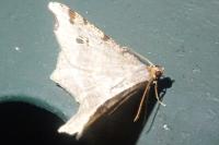 Macaria alternata