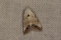 Nola infantula