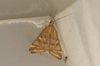 Loxostege sticticalis