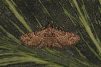Gymnoscelis rufifasciata