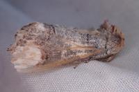 Phalera bucephala