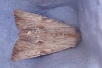 Apamea lithoxylaea