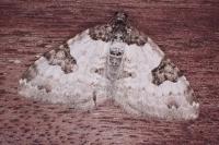 Xanthorhoe fluctuata