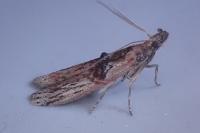 Nephopterix angustella
