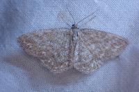 Scopula immorata