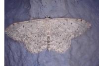 Scopula marginepunctata