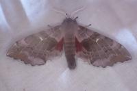 Laothoe populi