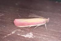 Oncocera semirubella