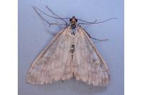 Sitochroa verticalis