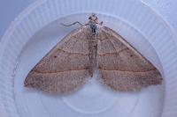 Scotopteryx luridata