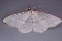 Idaea subsericeata