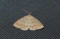 Zanclognatha lunalis