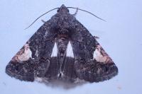 Aedia funesta