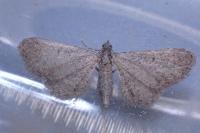 Eupithecia plumbeolata