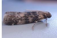 Euzophera pinguis