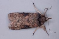 Nycteola revayana