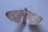 Eupithecia intricata
