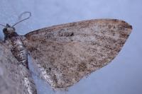 Eupithecia intricata