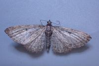 Eupithecia subfuscata
