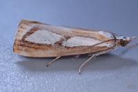 Catoptria permutatellus