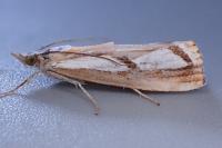 Catoptria permutatellus