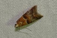 Acrobasis repandana