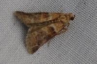 Acrobasis repandana