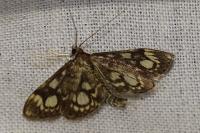 Anania coronata