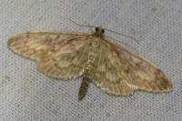 Anania lancealis