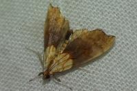 Agrotera nemoralis