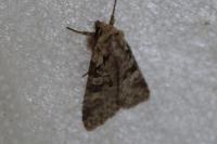 Brachylomia viminalis