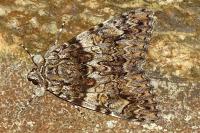 Catocala promissa