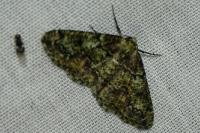 Cleorodes lichenaria