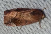 Cosmia pyralina