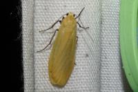 Collita griseola