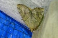 Cosmia trapezina