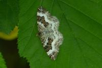 Epirrhoe alternata