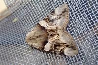 Catocala fulminea