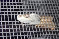 Cilix glaucata