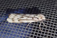 Coscinia cribraria cribraria