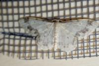 Idaea trigeminata