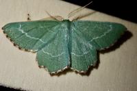 Thalera fimbrialis