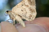 Xanthorhoe spadicearia