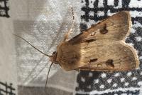 Agrotis exclamationis exclamationis