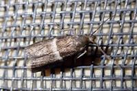 Elegia similella