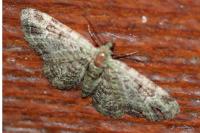 Pasiphila rectangulata