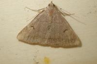 Zanclognatha lunalis