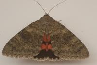 Catocala elocata